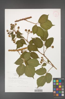 Rubus koehleri [KOR 29496]