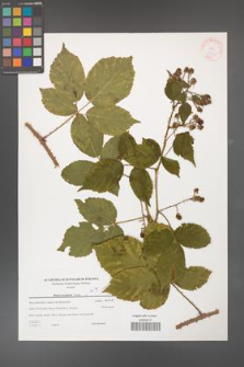 Rubus koehleri [KOR 38761]