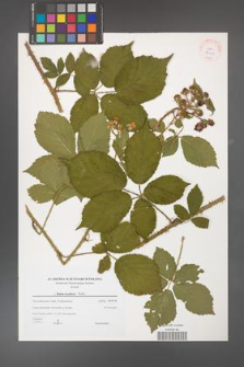 Rubus koehlerii [koehleri] [KOR 38928]
