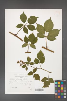 Rubus koehleri [KOR 38273]