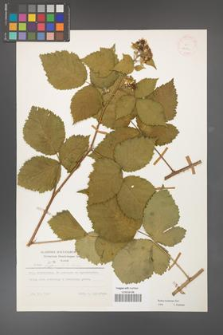 Rubus kuleszae [KOR 24821]