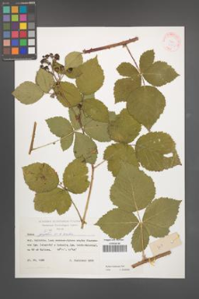 Rubus kuleszae [KOR 37923]