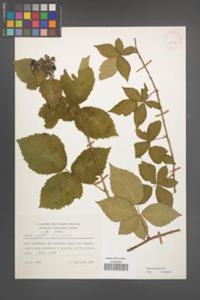 Rubus kuleszae [KOR 24852]