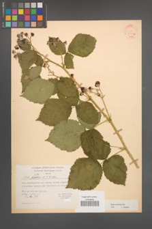 Rubus kuleszae [KOR 30495a]