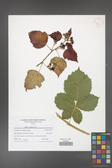 Rubus kuleszae [KOR 42101]