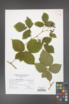 Rubus kuleszae [KOR 41605b]