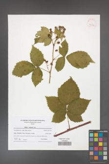 Rubus kuleszae [KOR 42004]