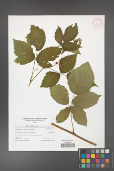 Rubus kuleszae [KOR 42125]