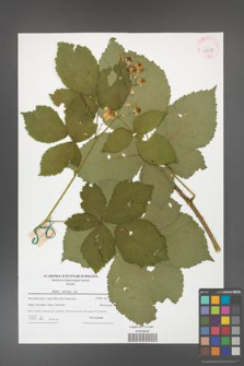 Rubus kuleszae [KOR 42387]