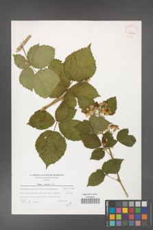 Rubus kuleszae [KOR 39621]