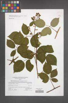 Rubus bohemo-polonicus [KOR 42783]