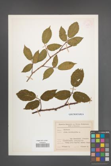 Rubus abietiphilus [KOR 54011]