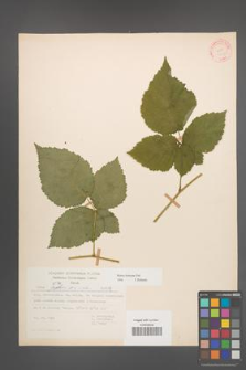 Rubus kuleszae [KOR 31456]