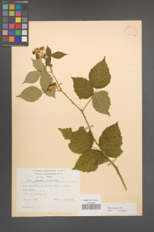 Rubus kuleszae [KOR 30494a]