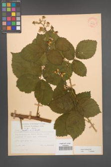 Rubus kuleszae [KOR 30486]
