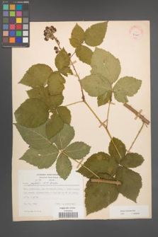 Rubus kuleszae [KOR 30485]