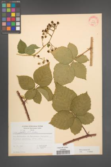 Rubus kuleszae [KOR 31457]