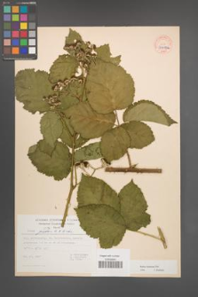 Rubus kuleszae [KOR 30499a]
