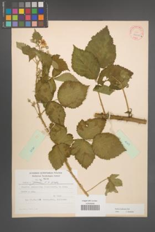 Rubus kuleszae [KOR 30490a]