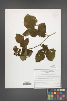 Rubus kuleszae [KOR 52057]