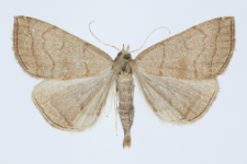 Herminia tarsicrinalis