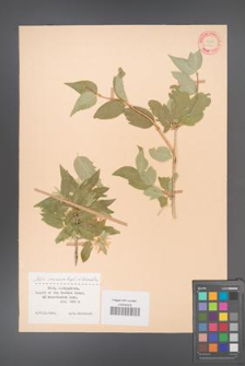 Abelia corymbosa [KOR 11212]