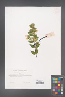 Abelia grandiflora [KOR 32203]