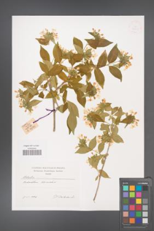 Abelia mosanensis [KOR 38755]