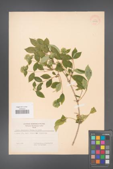 Abelia mosanensis [KOR 33327]