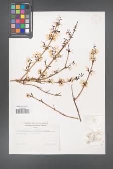 Abeliophyllum distichum [KOR 38331]