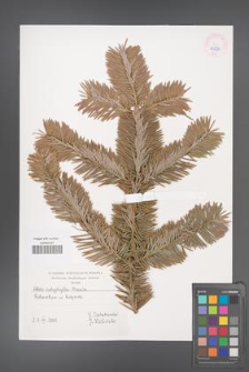 Abies holophylla [KOR 45524]