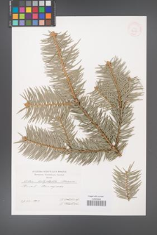 Abies holophylla [KOR 32159]