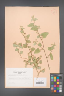 Abutilon fruticosum [KOR 23059]