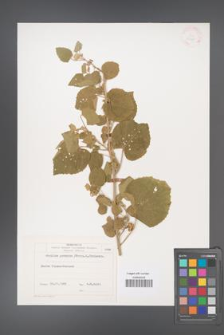 Abutilon pannosum [KOR 25725]