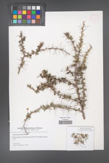 Acacia gummifera [KOR 51484]