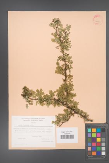 Acacia modesta [KOR 24257]