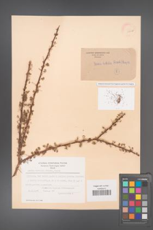 Acacia tortilis [KOR 11235b]