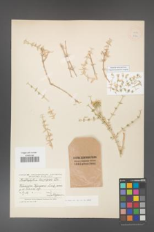 Acanthophyllum borszczowi [KOR 11304]