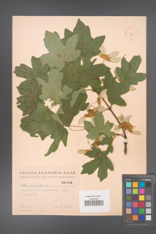 Acer campestre [KOR 1795]
