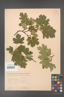 Acer campestre [KOR 1790]