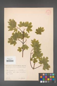 Acer campestre [KOR 1783]