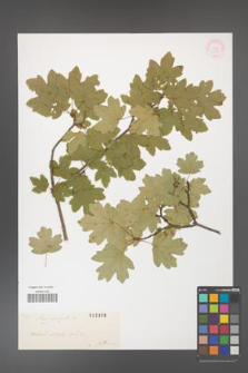 Acer campestre [KOR 2358]