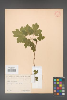 Acer campestre [KOR 1781]
