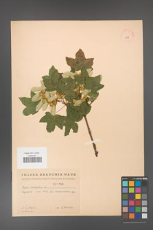 Acer campestre [KOR 1799]