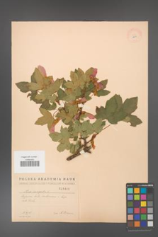 Acer campestre [KOR 1801]