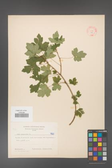 Acer campestre [KOR 4925]