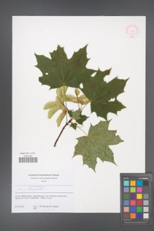 Acer platanoides [KOR 52389]