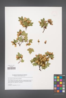 Acer reginae-amaliae [KOR 47912]