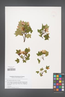 Acer reginae-amaliae [KOR 47882]