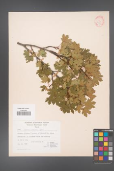 Acer reginae-amaliae [KOR 20874]